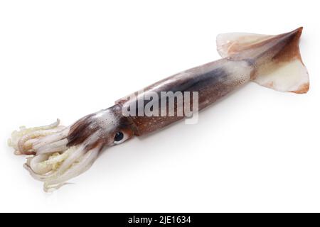 Japanischer fliegender Tintenfisch isoliert auf weißem Hintergrund Stockfoto