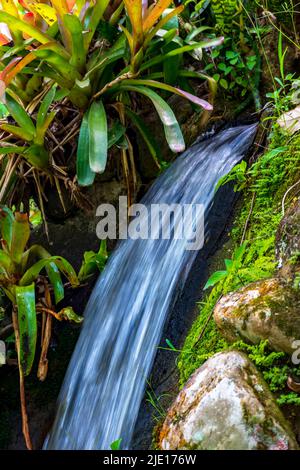 Kleiner Bach, der durch die Felsen und Bromelien des brasilianischen Regenwaldes in Rio de Janeiro fließt Stockfoto