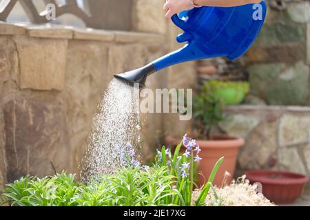 Gärtner von der Gießkanne bewässert Blumenbeete im Garten Hof in der Nähe Stockfoto