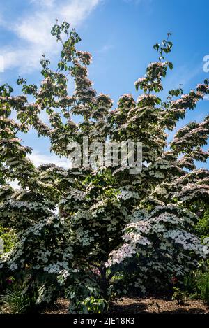 Cornus kousa 'Eurostar', Dogwood-Baum Stockfoto