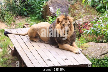 Asiatischer männlicher Löwe, der auf einer hölzernen Plattform mit einem natürlichen Buschhintergrund ruht Stockfoto