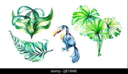 Set aus toucan exotischen tropischen Vogel Aquarell Illustration, handbemalt verschiedenen bunten exotischen Blatt, tropische Blätter, Handfläche für Kompositionen, Greetin Stockfoto