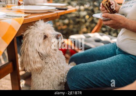 Kleiner weißer bichon-Friesenhund steht auf und will den Kuchen im Straßencafe essen Stockfoto