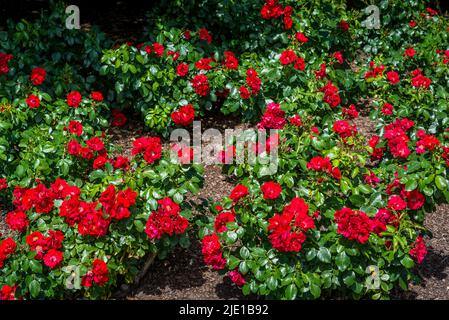 Rosa Remembrance „Harxampton“ Stockfoto