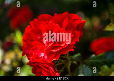 Rosa Remembrance „Harxampton“ Stockfoto