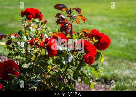 Rosa Remembrance „Harxampton“ Stockfoto
