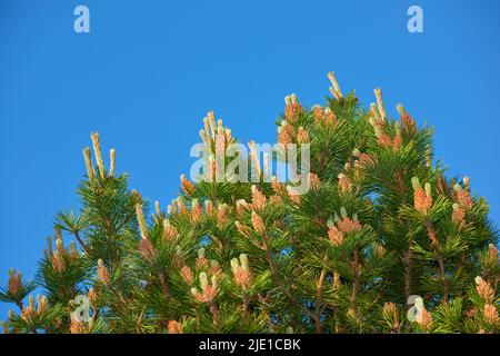 Nahaufnahme einer schönen Allepo-Kieferndecke vor einem klaren blauen Himmel in Norwegen. Üppig grüner Baum mit Knospen und nadelähnlichen Blättern, die am wachsen Stockfoto