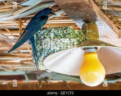 Scheune Schwalbe Hirundo rustica an seinem Nest auf einem hellen Schatten auf der Veranda eines griechischen Hotels - Zagori Nordgriechenland Stockfoto