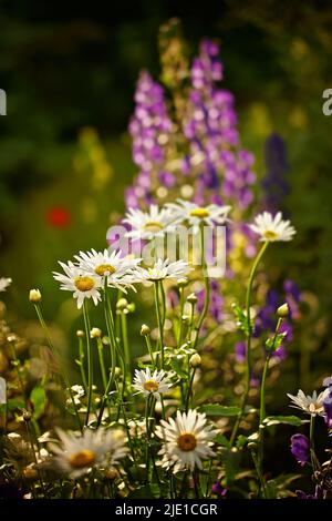 Gänseblümchen blüht in voller Blüte in seiner natürlichen Umgebung im Sommer. Leuchtend weiße Gänseblümchen, die in einem botanischen Garten in der Natur wachsen. Blühende Pflanzen Stockfoto