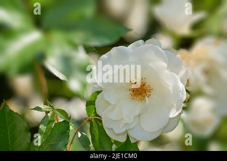 Nahaufnahme einer einzigen weißen Rose, die in einem Arboretum wächst. Blühender Busch in einem Park draußen vor verschwommenem Hintergrund. Saisonale Blüten in einem botanischen Stockfoto