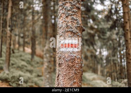 Rotes Wanderwegenschild auf Baum im Wald gemalt. Stockfoto