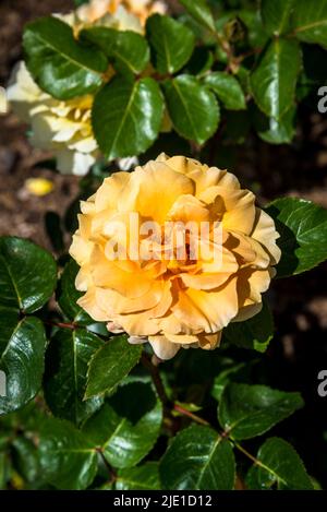 Rosa Welwyn Garden Glory „Harzumber“ Stockfoto