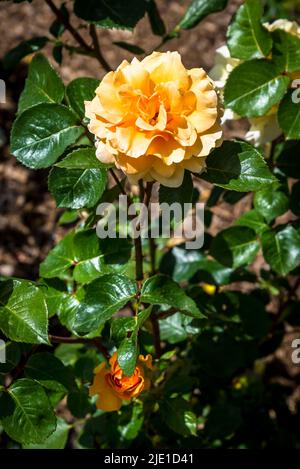 Rosa Welwyn Garden Glory „Harzumber“ Stockfoto