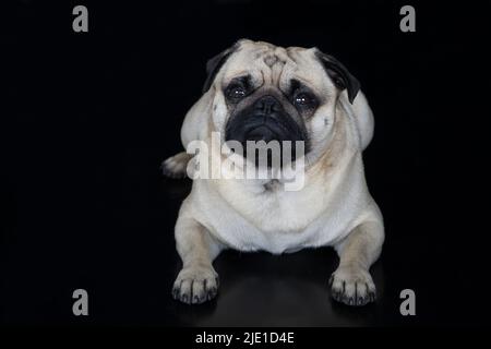 Ein Mops vor einem schwarzen Hintergrund. Das faltige Gesicht macht den Mops zu einer der bekanntesten Hunderassen der Welt. Auch wenn er ein bisschen mollig aussieht Stockfoto
