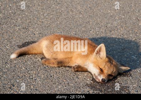 Ein trauriger Anblick am Straßenrand, ein junger Fuchs übergelaufen. Die Straßen in Europa sind ein Schlachtfeld, auf dem jedes Jahr 30 Millionen Säugetiere durch den Verkehr sterben. Stockfoto