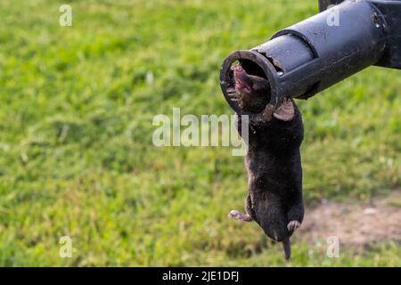 Maulwurf in einer Falle in den Händen eines Gärtners vor dem Hintergrund eines Rasens Stockfoto