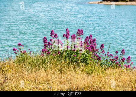 Einer der vielen Seen im Naturschutzgebiet von Dungeness in Kent, England Stockfoto