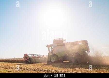 Der Mähdrescher entfernt reifen Weizen. Landwirtschaftliche Arbeit, Ernte Getreide auf dem Feld. Stockfoto