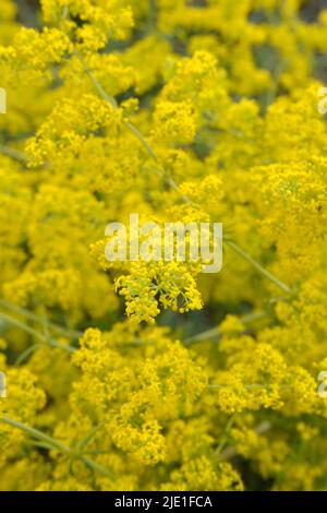 Yellow Lady's Bettstroh (galium verum) selektiver Fokus und diffuser Hintergrund, diese verzweigte Staude ist in trockenen Graslandschaften zu finden, die wild auf Mac wachsen Stockfoto