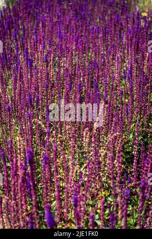 Salvia nemorosa 'Amethyst', Salbei Amethyst Stockfoto