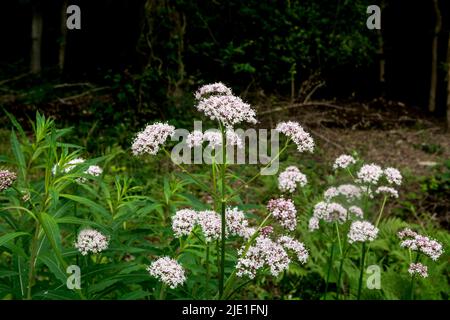 Hanf Agrimony (Eupatorium cannabinum) im Snitterfield Bushes Nature Reserve, Warwickshire, Großbritannien Stockfoto