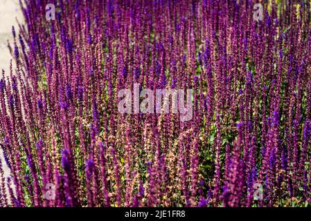 Salvia nemorosa 'Amethyst', Salbei Amethyst Stockfoto