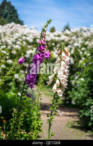 Fuchshandschuhe Blumen, lateinischer Name Digitalis Stockfoto