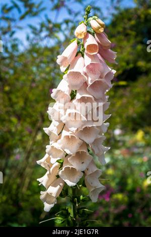 Fuchshandschuhe Blumen, lateinischer Name Digitalis Stockfoto