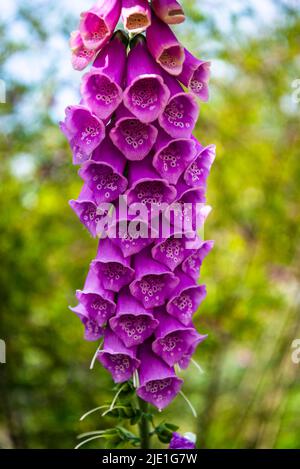 Fuchshandschuhe Blumen, lateinischer Name Digitalis Stockfoto