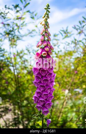 Fuchshandschuhe Blumen, lateinischer Name Digitalis Stockfoto