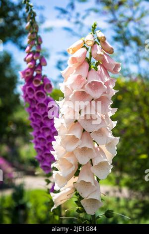 Fuchshandschuhe Blumen, lateinischer Name Digitalis Stockfoto