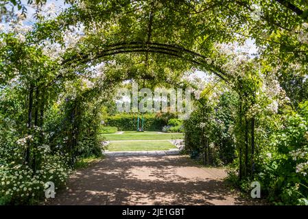 Rosa mulliganii, Mulligan stieg auf einem Torbogen im Cottage Garden, RHS Wisley Gardens, Surrey, England, Großbritannien Stockfoto