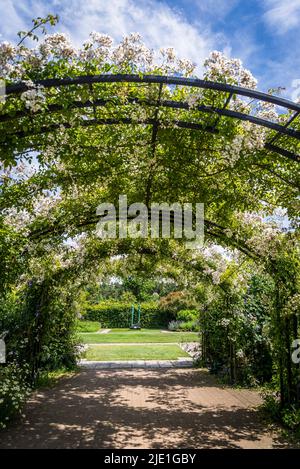 Rosa mulliganii, Mulligan stieg auf einem Torbogen im Cottage Garden, RHS Wisley Gardens, Surrey, England, Großbritannien Stockfoto