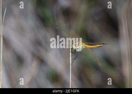 Epaulet Skimmer Libelle auf Zweig (Orthetrum chrysostigma) Stockfoto