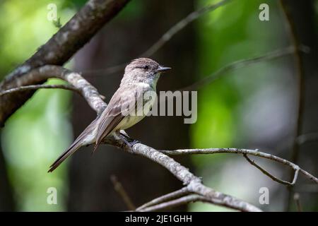 Eastern phoebe (Sayornis phoebe) - auf einer Zweigstelle in Brevard, North Carolina, USA Stockfoto