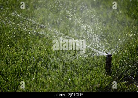 Automatischer Gartenrasenregner, der an einem hellen, sonnigen Morgen Gras bewässert Stockfoto