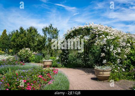 Rosa mulliganii, Mulligan stieg auf einem Torbogen im Cottage Garden, RHS Wisley Gardens, Surrey, England, Großbritannien Stockfoto