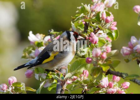 Ein einziger europäischer Goldfink sitzt in einem blühenden Apfelbaum Stockfoto
