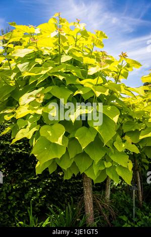 Catalpa bignonioides 'Aurea' - goldener indianischer Bohnenbaum Stockfoto