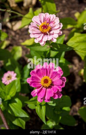 Zinnia elegans „Super Yoga Rose“ Super Yoga-Serie Stockfoto