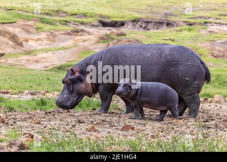 Mutter und Baby-Nilpferd, Nilpferd-Amphibius, am Ufer des Lake Edward, Queen Elizabeth National Park, Uganda. Flusspferde sind jetzt in anfällig Stockfoto