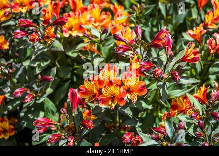 Alstroemeria (Indian Summer) + Toronto' (Summer Paradise Series), peruanische Lilie Stockfoto