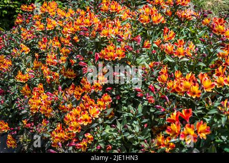 Alstroemeria (Indian Summer) + Toronto' (Summer Paradise Series), peruanische Lilie Stockfoto
