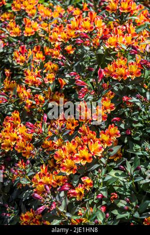 Alstroemeria (Indian Summer) + Toronto' (Summer Paradise Series), peruanische Lilie Stockfoto