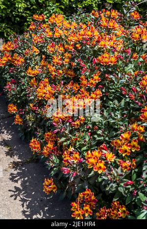 Alstroemeria (Indian Summer) + Toronto' (Summer Paradise Series), peruanische Lilie Stockfoto