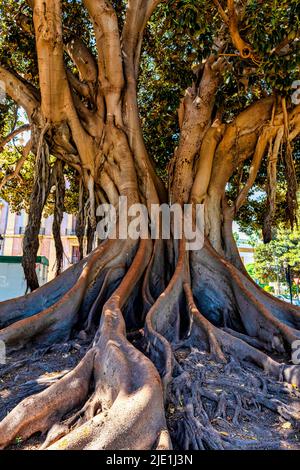 Einer der vielen Moreton Bay Feigenbäume, auch bekannt als der Strangler Baum in Valencia, Spanien Stockfoto