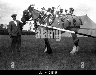 1930s, historisch, auf einem Feld bei einem landwirtschaftlichen Schaupferd, einem traditionellen Shire-Pferd, einem Arbeitpferd, das mit seinem Besitzer steht, mit dekorierten Blumenriemen. Im 19.. Jahrhundert waren schwere Shire-Pferde ein essenzielles für Landwirtschaft und Landwirtschaft. Die englische Cart Horse Society wurde 1878 gegründet und änderte ihren Namen in die Shire Horse Society of the UK. Stockfoto