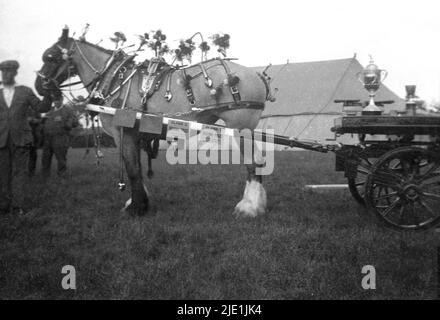 1930s, historisch, auf einem Feld bei einem landwirtschaftlichen Schaupferd, einem traditionellen Shire-Pferd, einem Arbeitpferd, das mit seinem Besitzer steht, mit dekorierten Blumenriemen. Im 19.. Jahrhundert waren schwere Shire-Pferde ein essenzielles für Landwirtschaft und Landwirtschaft. Die englische Cart Horse Society wurde 1878 gegründet und änderte ihren Namen in die Shire Horse Society of the UK. Stockfoto