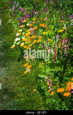 Sommer Gemischte Grenze mit kalifornischem Mohn und Penstemon, der Bartzunge Stockfoto