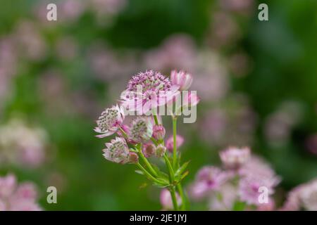 Nahaufnahme der Großmasterwürzepflanze Astratia major Stockfoto